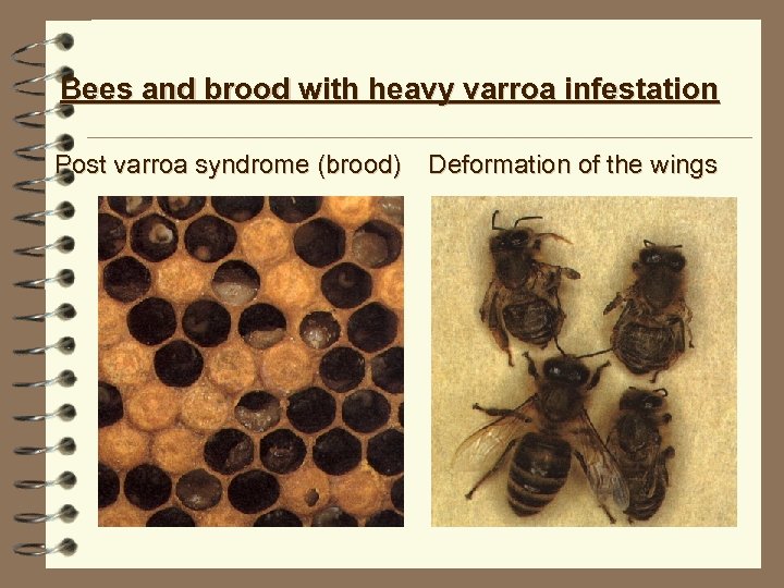 Bees and brood with heavy varroa infestation Post varroa syndrome (brood) Deformation of the