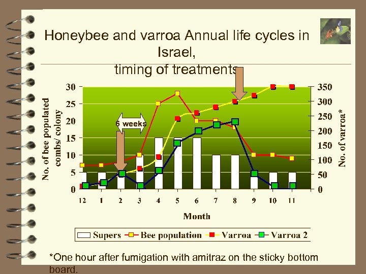Honeybee and varroa Annual life cycles in Israel, timing of treatments 6 weeks *One