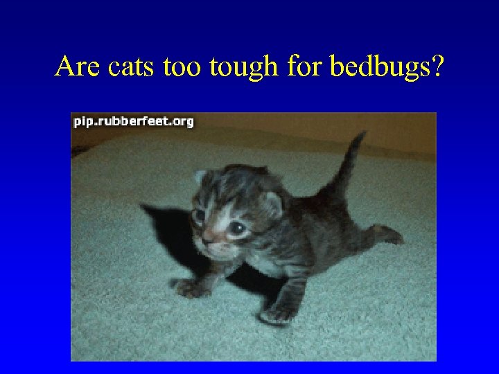 Are cats too tough for bedbugs? 