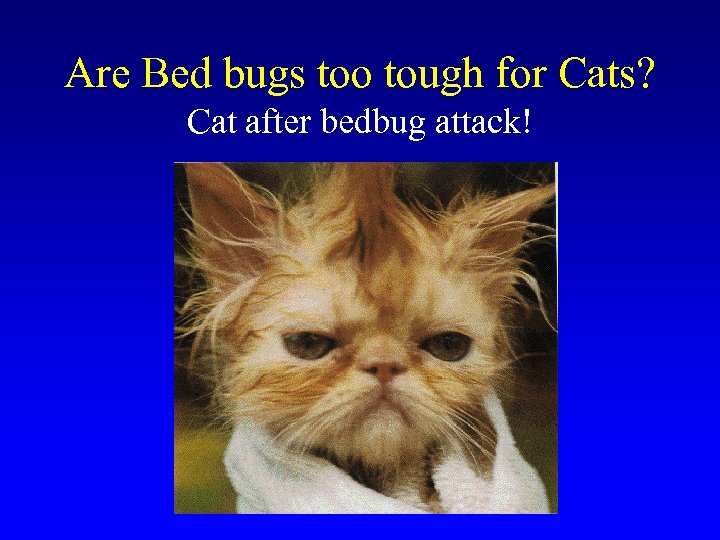 Are Bed bugs too tough for Cats? Cat after bedbug attack! 