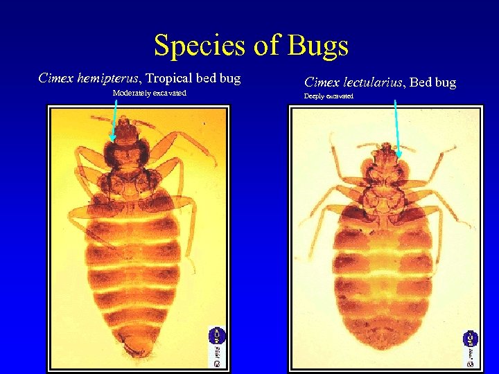 Species of Bugs Cimex hemipterus, Tropical bed bug Moderately excavated Cimex lectularius, Bed bug