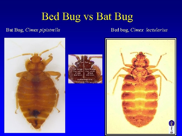 Bed Bug vs Bat Bug, Cimex pipistrella Bed bug, Cimex lectularius 