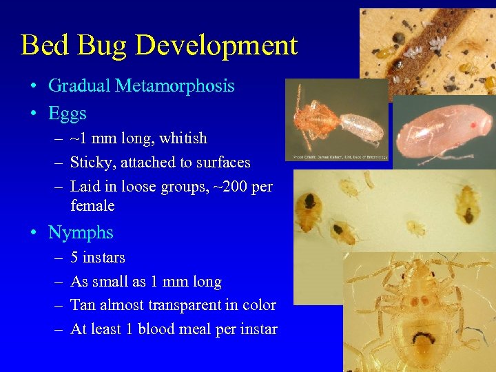 Bed Bug Development • Gradual Metamorphosis • Eggs – ~1 mm long, whitish –