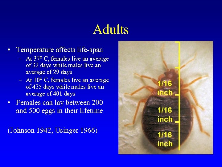 Adults • Temperature affects life-span – At 37° C, females live an average of