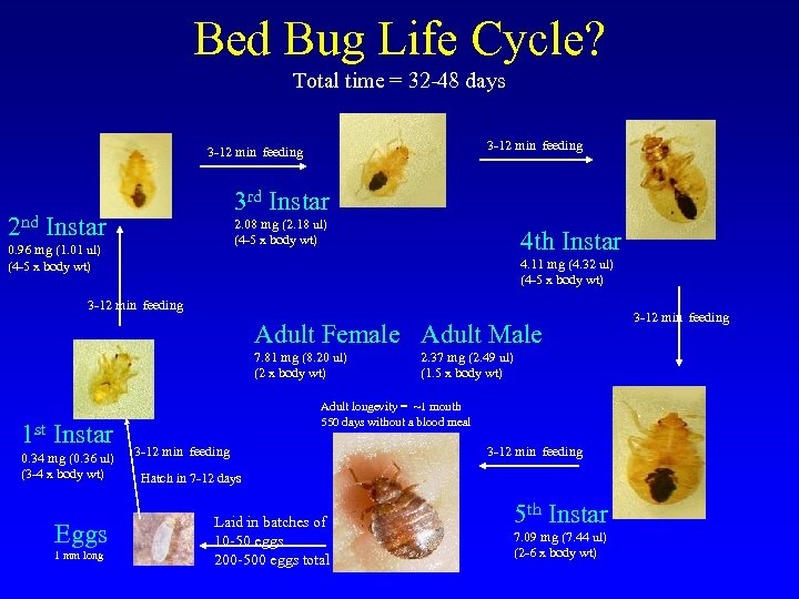 Bed Bug Life Cycle? Total time = 32 -48 days 3 -12 min feeding