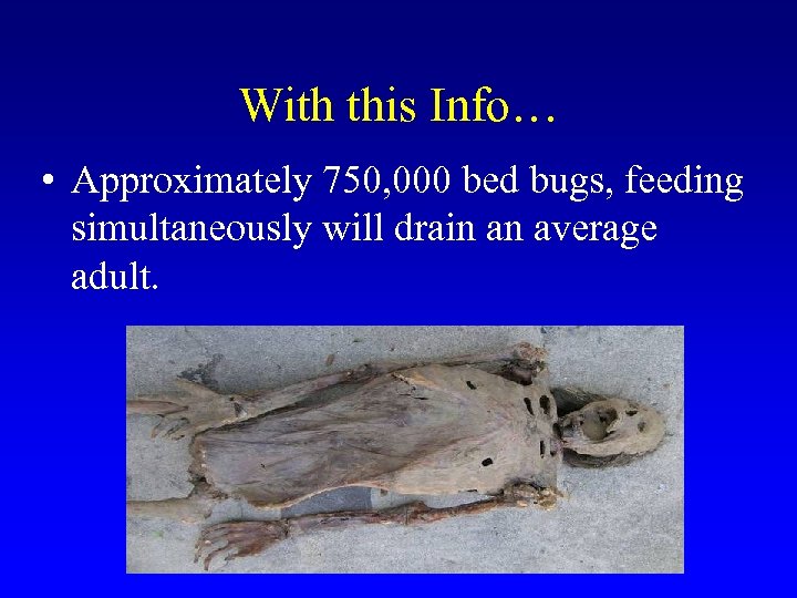 With this Info… • Approximately 750, 000 bed bugs, feeding simultaneously will drain an