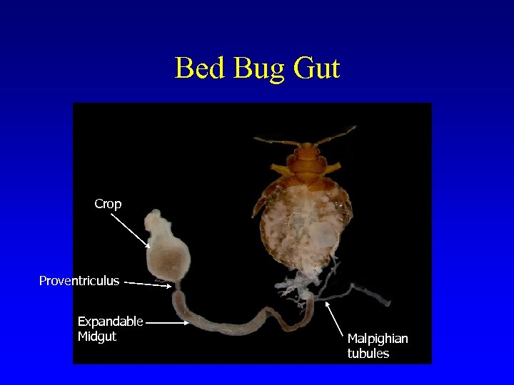 Bed Bug Gut Crop Proventriculus Expandable Midgut Malpighian tubules 