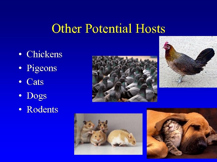 Other Potential Hosts • • • Chickens Pigeons Cats Dogs Rodents 