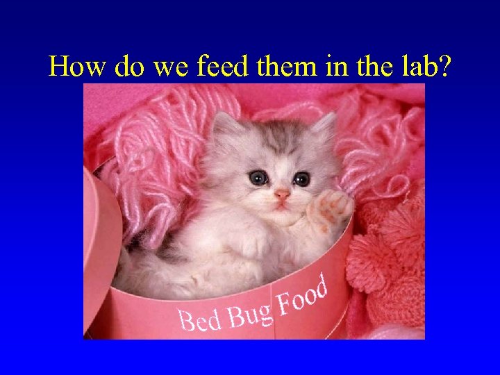 How do we feed them in the lab? 