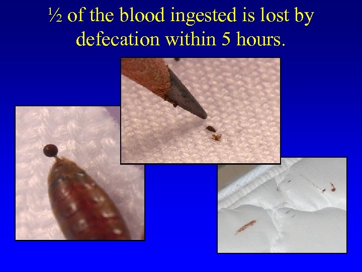 ½ of the blood ingested is lost by defecation within 5 hours. 