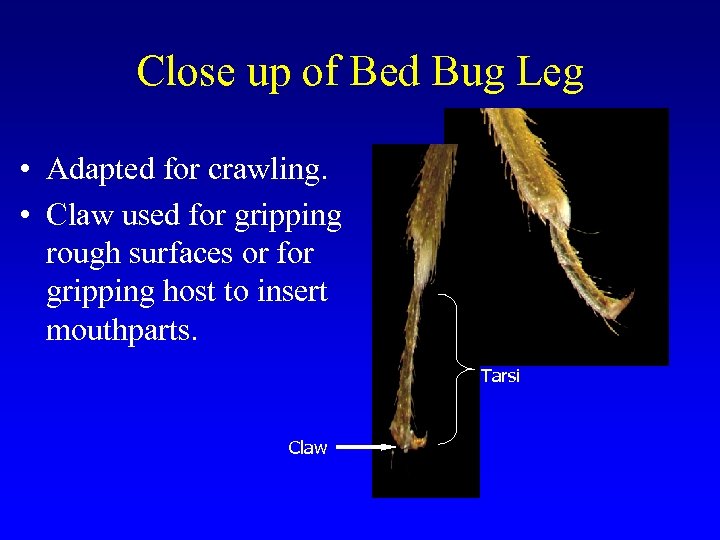 Close up of Bed Bug Leg • Adapted for crawling. • Claw used for