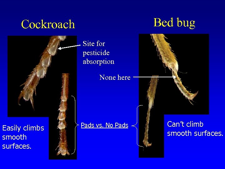 Bed bug Cockroach Site for pesticide absorption None here Easily climbs smooth surfaces. Pads