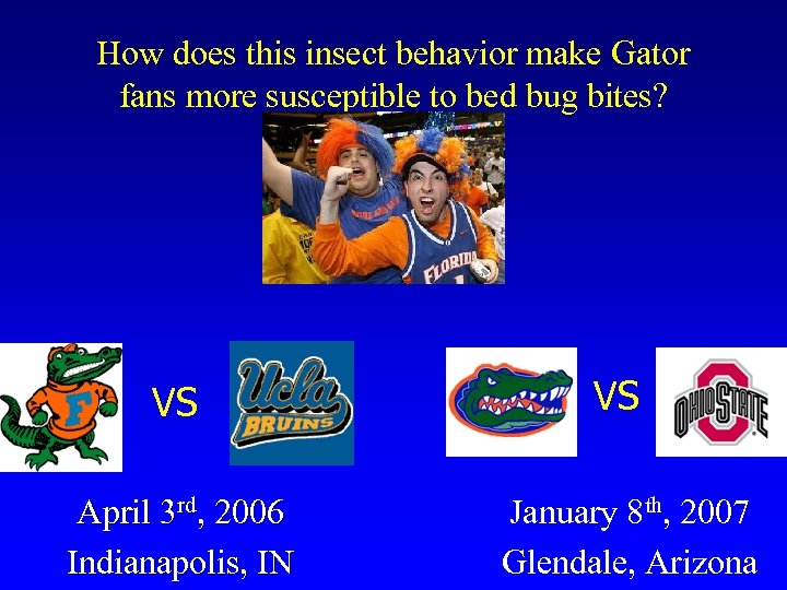 How does this insect behavior make Gator fans more susceptible to bed bug bites?