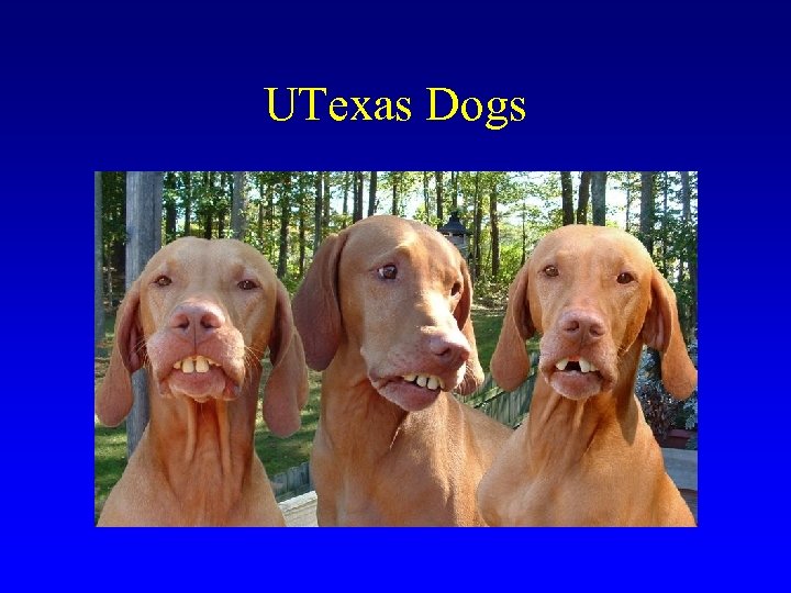 UTexas Dogs 