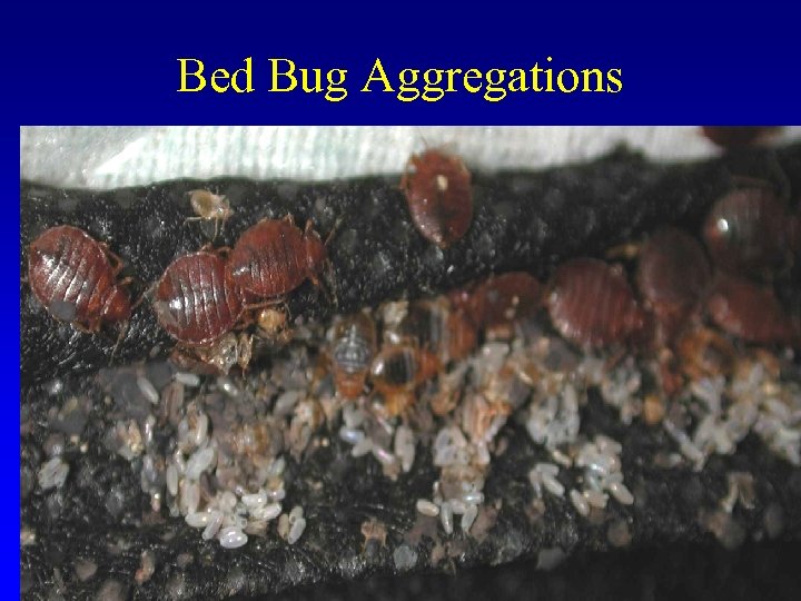 Bed Bug Aggregations • Aggregate (Usinger 1966) • Cracks and crevices (Usinger 1966, Pinto