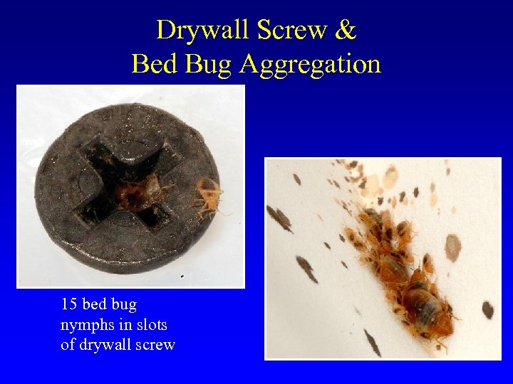 Drywall Screw & Bed Bug Aggregation 15 bed bug nymphs in slots of drywall
