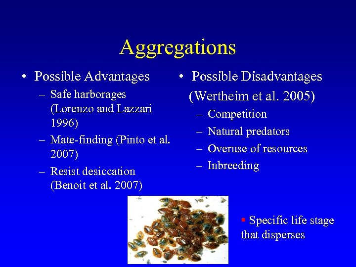 Aggregations • Possible Advantages – Safe harborages (Lorenzo and Lazzari 1996) – Mate-finding (Pinto