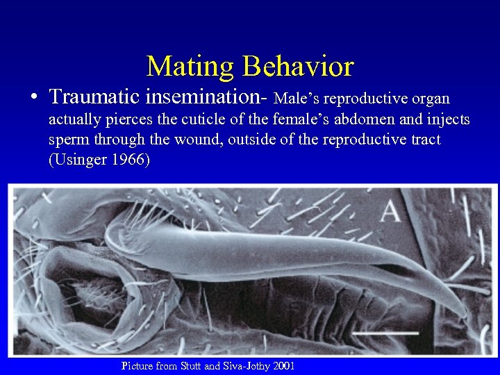 Mating Behavior • Traumatic insemination- Male’s reproductive organ actually pierces the cuticle of the