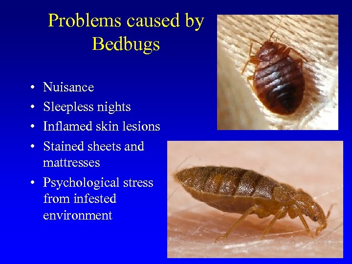 Problems caused by Bedbugs • • Nuisance Sleepless nights Inflamed skin lesions Stained sheets