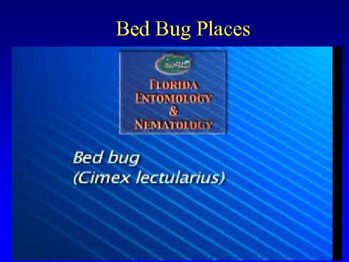 Bed Bug Places 