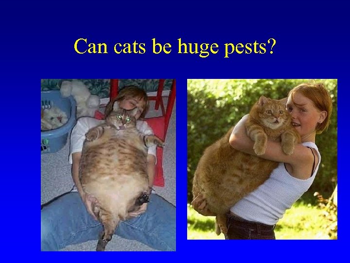 Can cats be huge pests? 