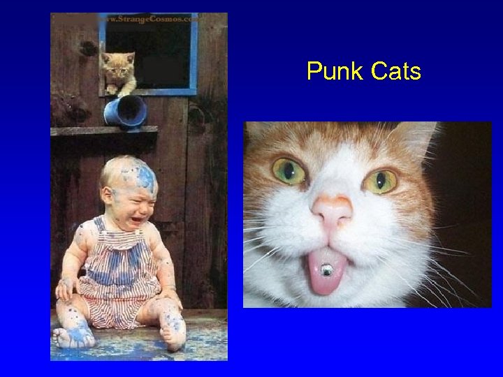 Punk Cats 