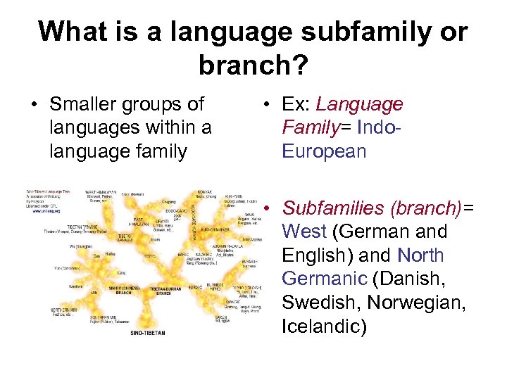 What is a language subfamily or branch? • Smaller groups of languages within a