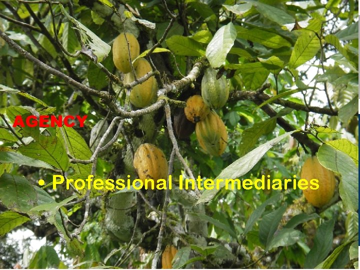 AGENCY • Professional Intermediaries 
