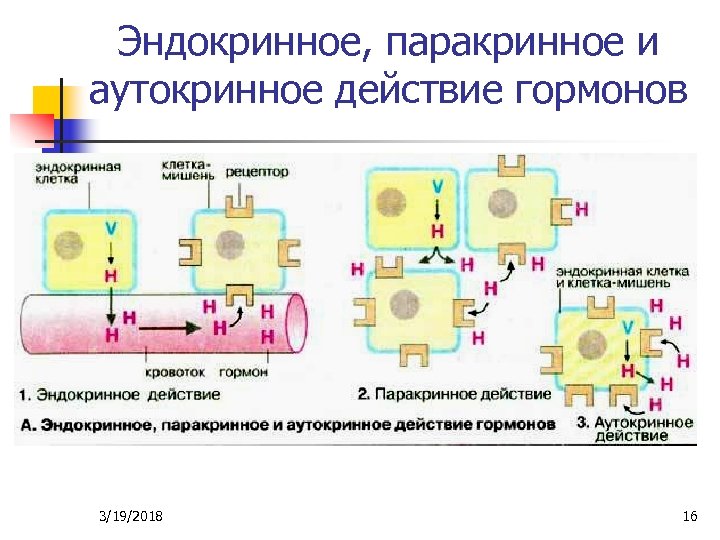 Эндокринное, паракринное и аутокринное действие гормонов 3/19/2018 16 