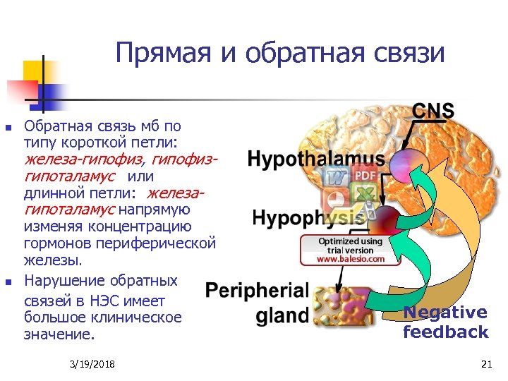 Прямая и обратная связи n Обратная связь мб по типу короткой петли: железа-гипофиз, гипофизгипоталамус