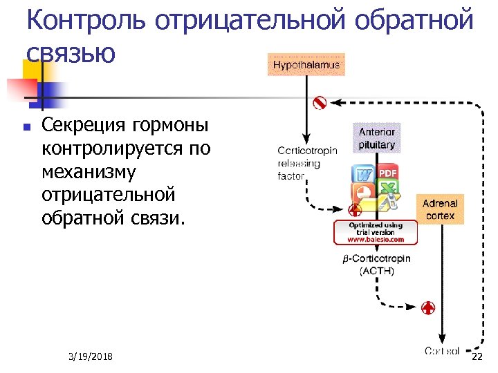 Контроль отрицательной обратной связью n Секреция гормоны контролируется по механизму отрицательной обратной связи. 3/19/2018