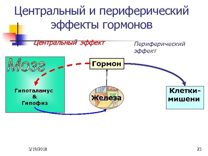 Центральный и периферический эффекты гормонов Центральный эффект Периферический эффект Гормон Гипоталамус & Гипофиз 3/19/2018