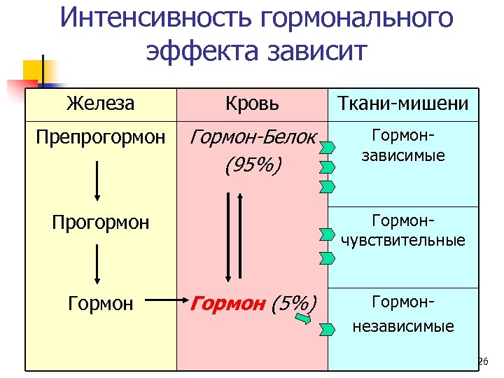 Интенсивность гормонального эффекта зависит Железа Кровь Ткани-мишени Препрогормон Гормон-Белок (95%) Гормонзависимые Прогормон Гормон 3/19/2018