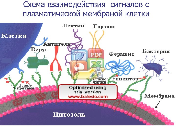 Схема взаимодействия сигналов с плазматической мембраной клетки 