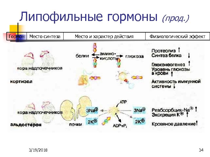 Гормоны презентация по биохимии