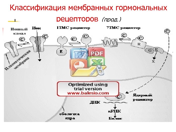 Классификация мембранных гормональных рецепторов (прод. ) 1. R первого типа – интегральные олигомерные белки