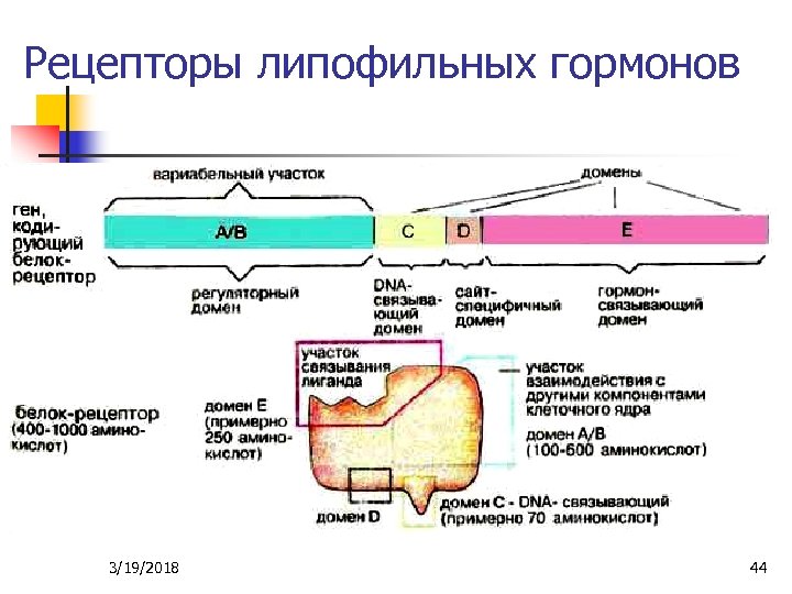 Рецепторы липофильных гормонов 3/19/2018 44 