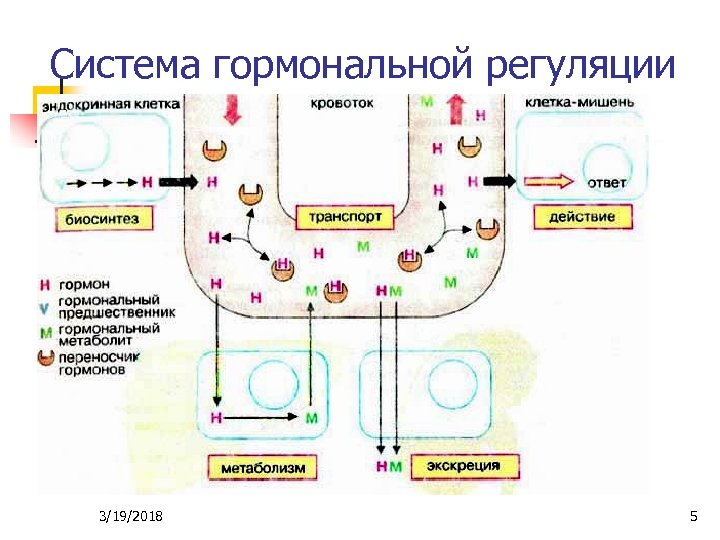 Система гормональной регуляции 3/19/2018 5 