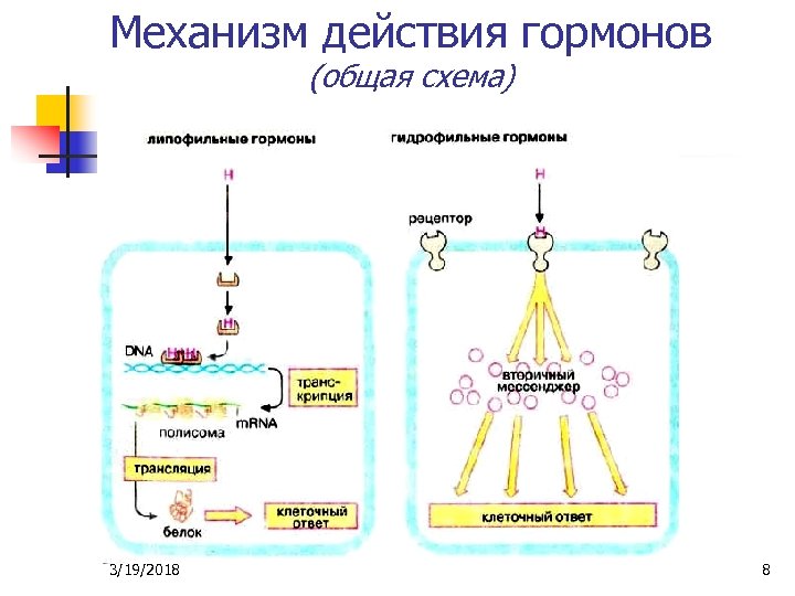 Механизм действия гормонов (общая схема) 3/19/2018 8 