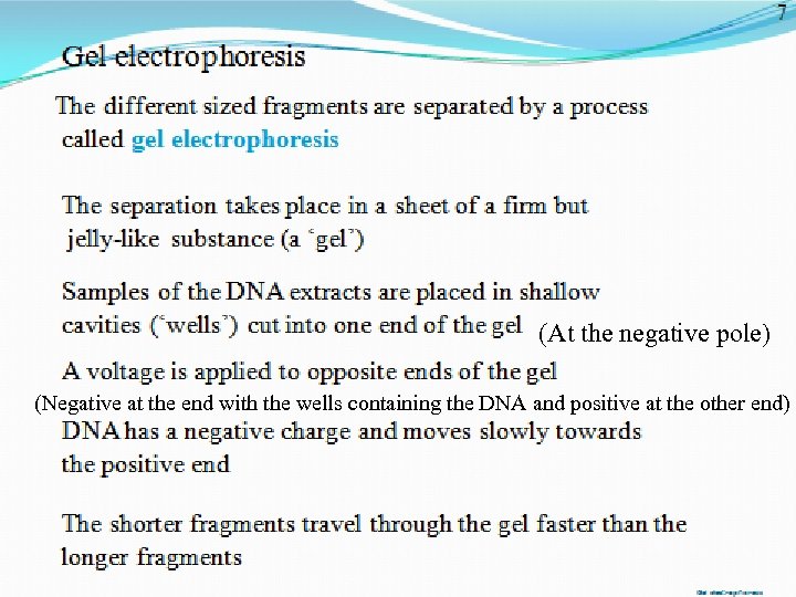 (At the negative pole) (Negative at the end with the wells containing the DNA