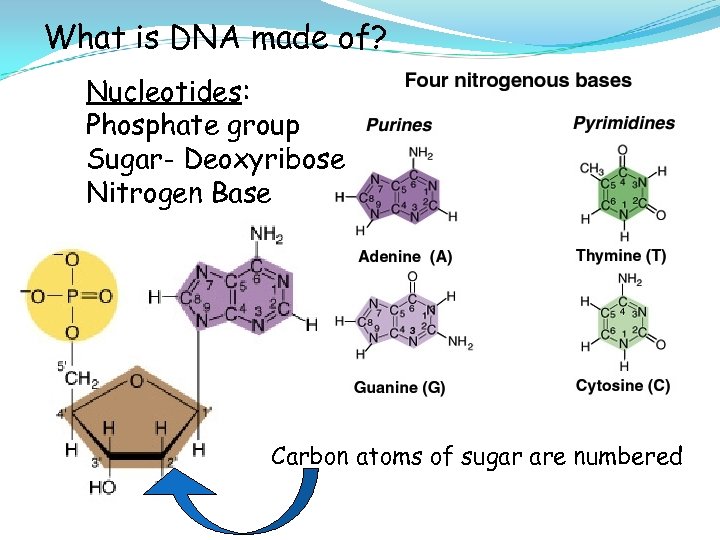 What is DNA made of? Nucleotides: Phosphate group Sugar- Deoxyribose Nitrogen Base Carbon atoms