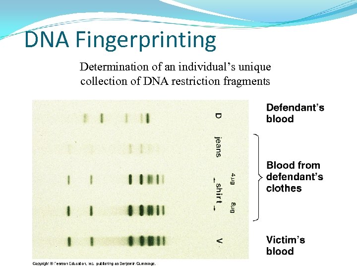 DNA Fingerprinting Determination of an individual’s unique collection of DNA restriction fragments 