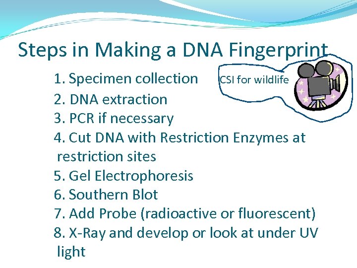 Steps in Making a DNA Fingerprint 1. Specimen collection CSI for wildlife 2. DNA