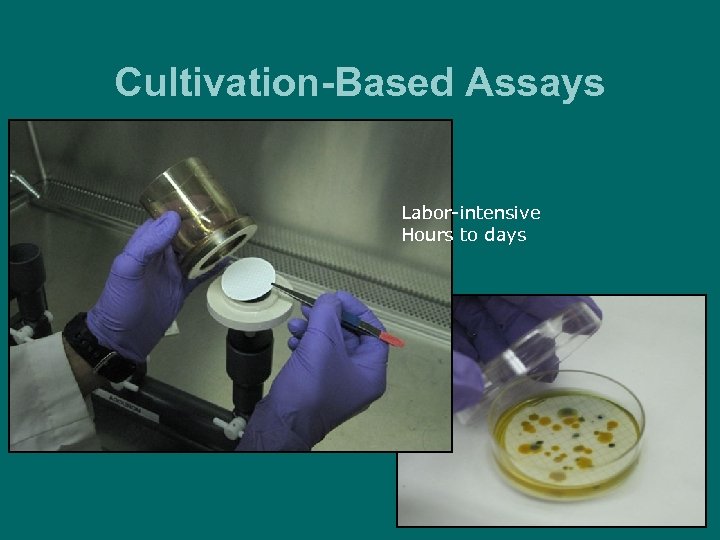 Cultivation-Based Assays Labor-intensive Hours to days 
