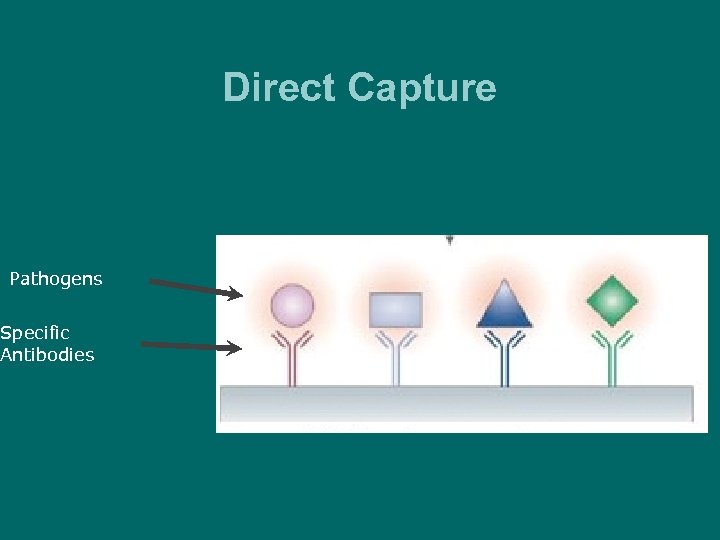 Direct Capture Pathogens Specific Antibodies 