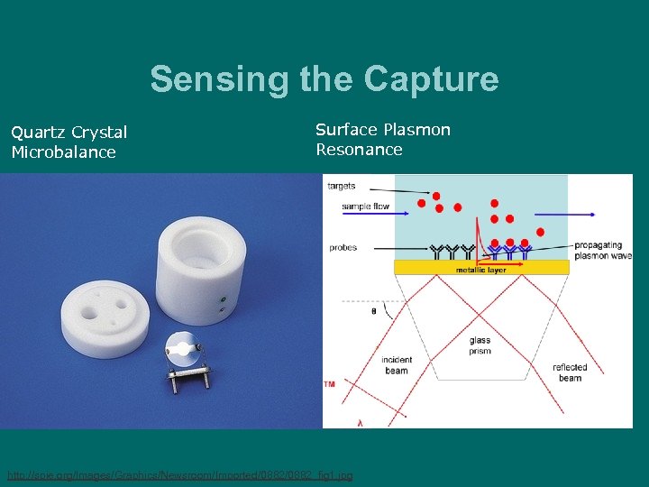 Sensing the Capture Quartz Crystal Microbalance Surface Plasmon Resonance http: //www. biosensors. pan. olsztyn.