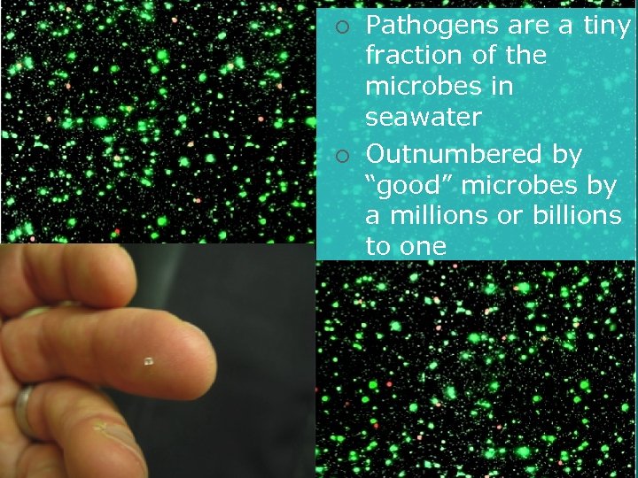 Pathogens are a tiny The Needle in the Haystack the fraction of microbes in