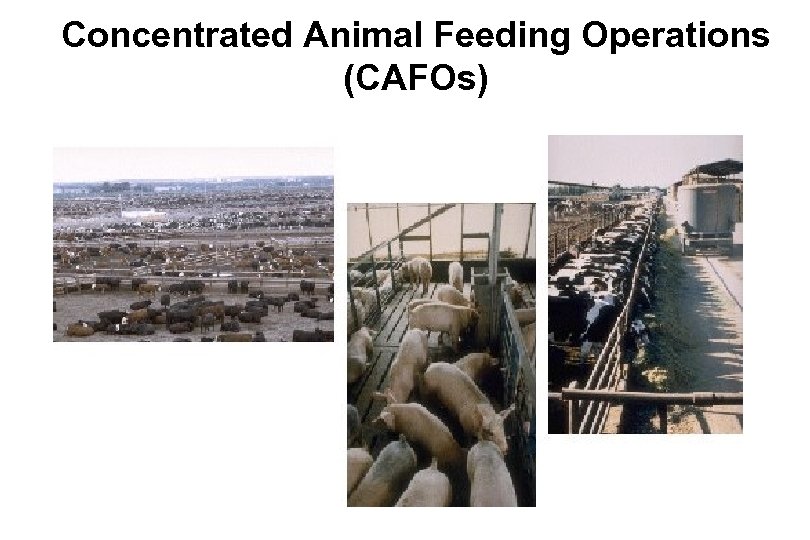 Concentrated Animal Feeding Operations (CAFOs) 