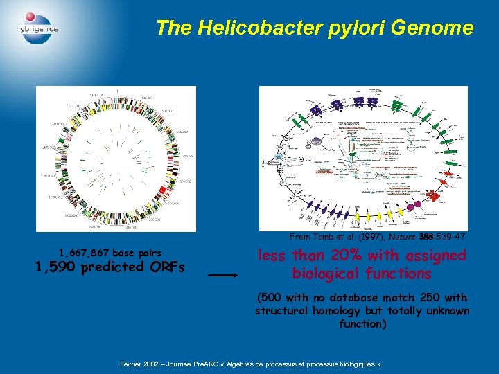 The Helicobacter pylori Genome From Tomb et al. (1997), Nature 388: 539 -47 1,