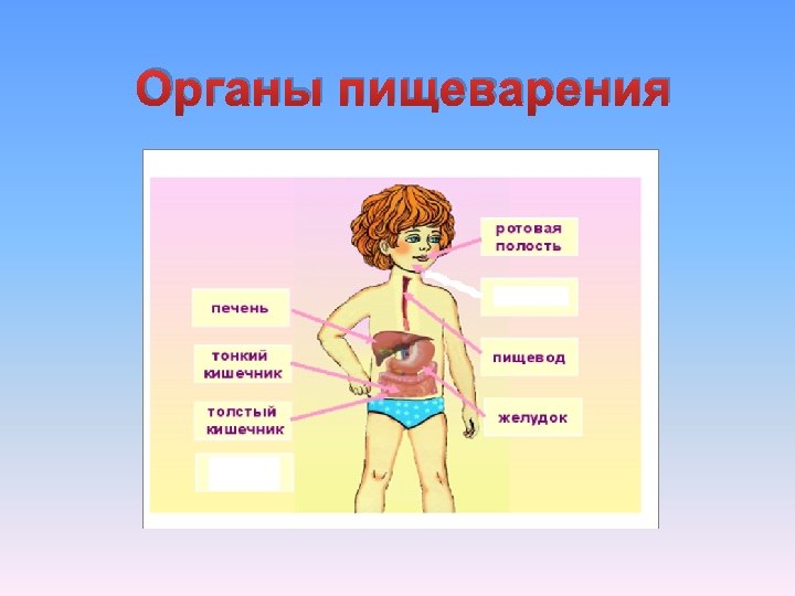 Органы пищеварения 